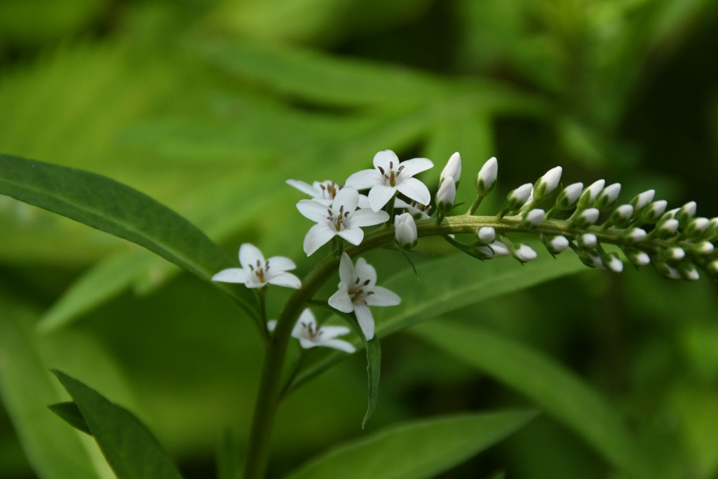 撮影：2020年6月5日
