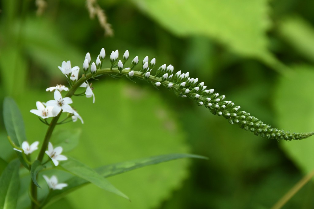 撮影：2020年6月5日