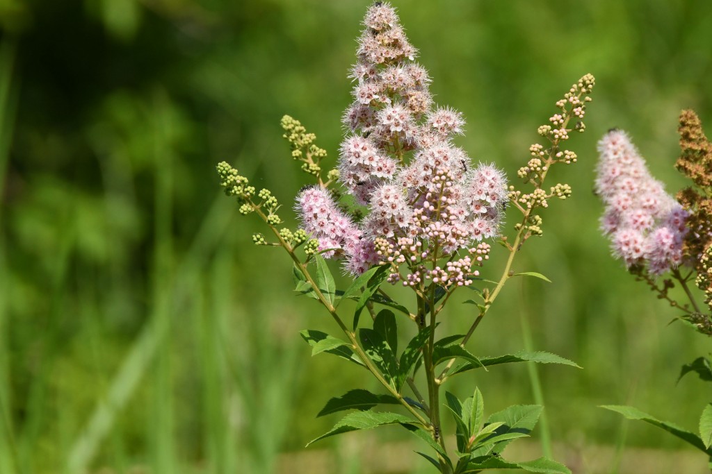 撮影：2020年6月5日