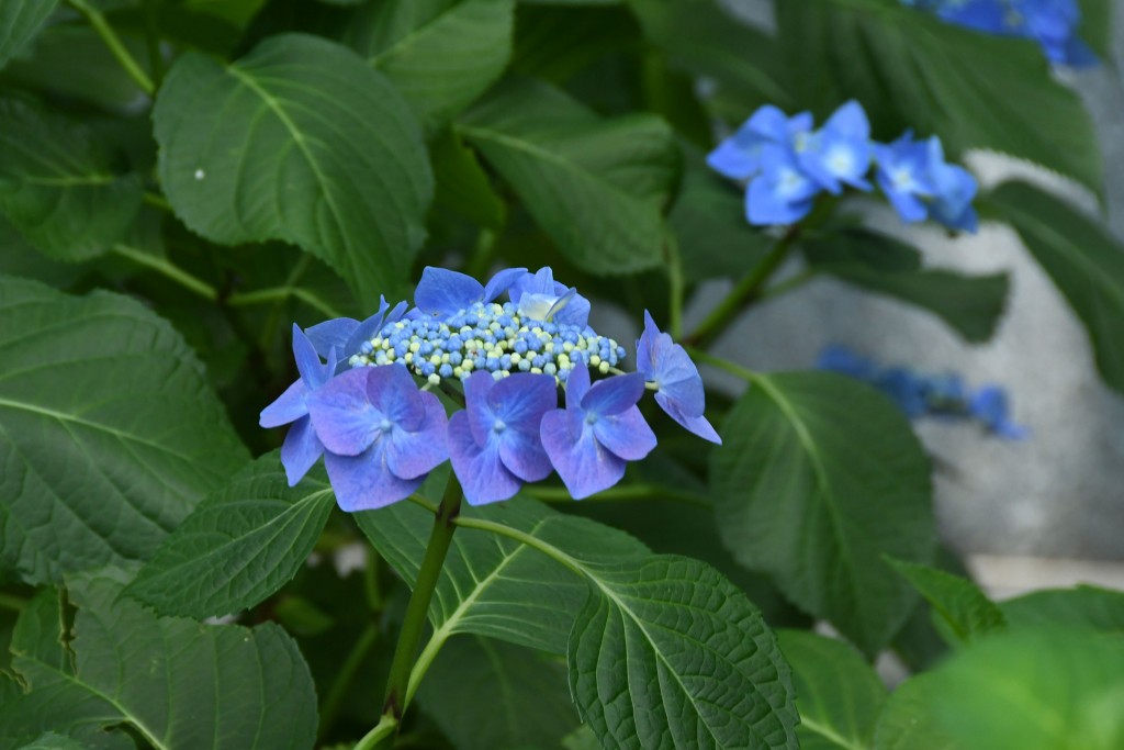 撮影：2020年6月11日