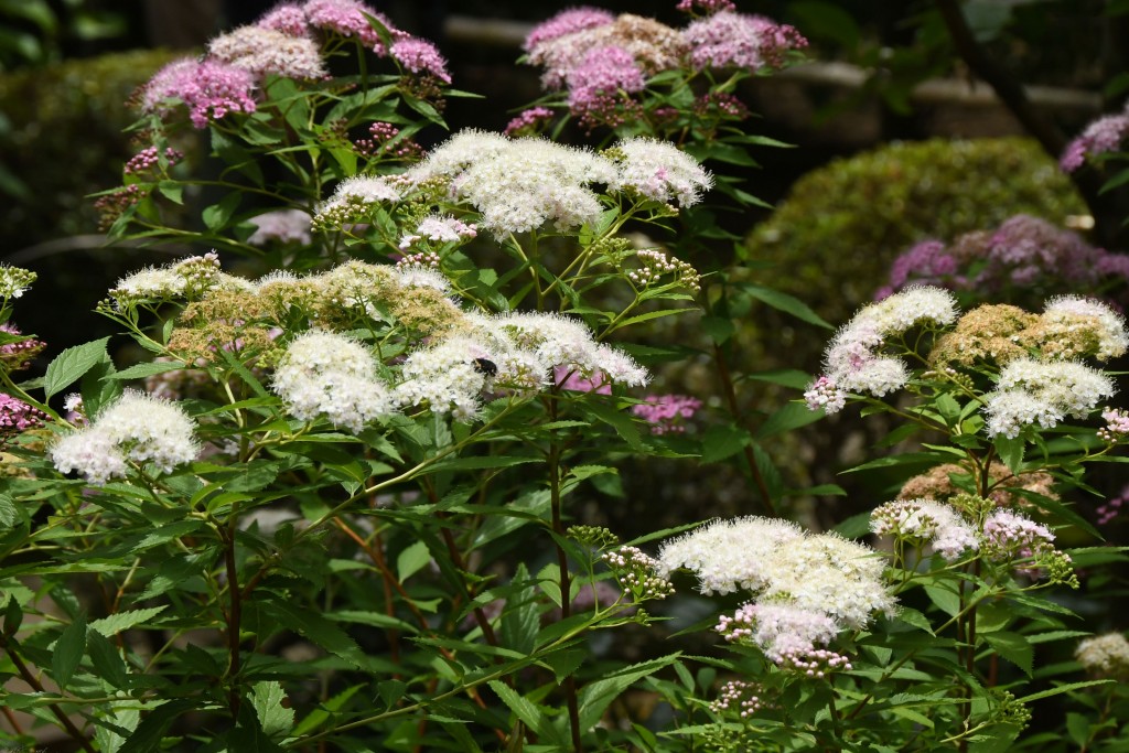 撮影：2020年6月11日