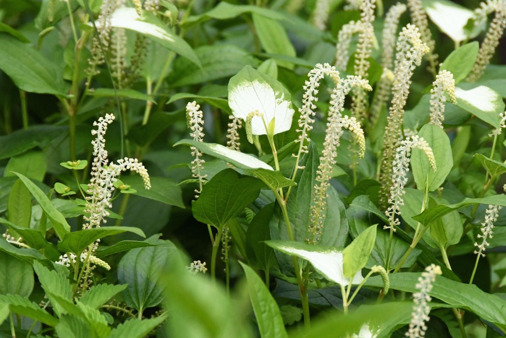 撮影：2020年6月21日