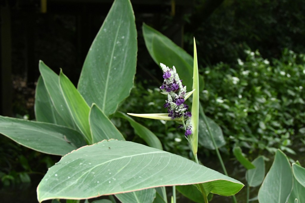 撮影：2020年6月23日