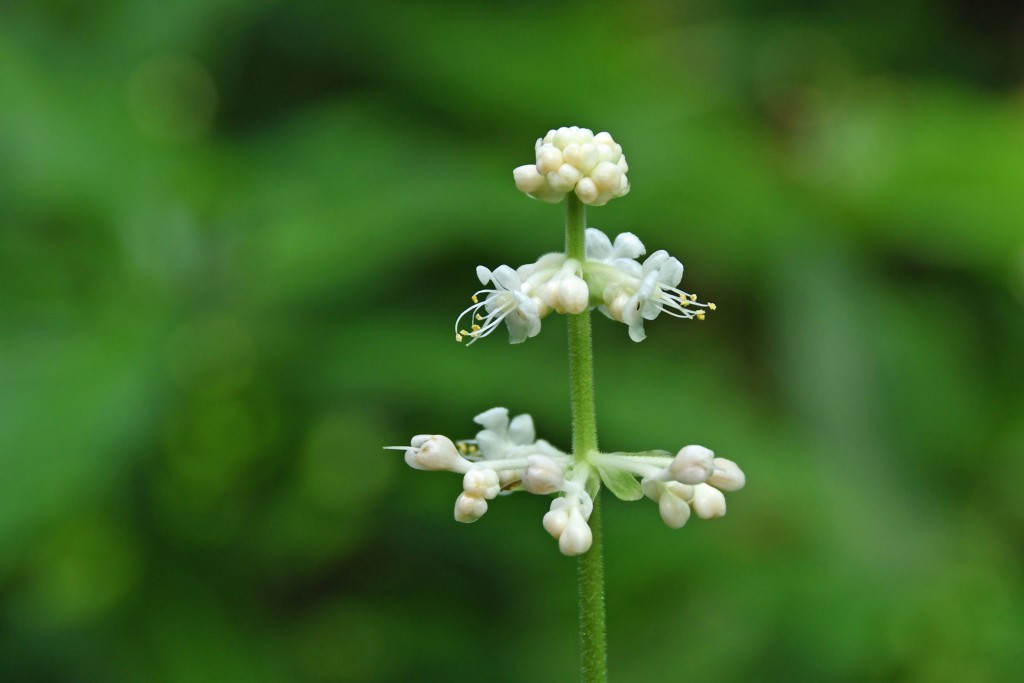 DSC_1026yabumyouga