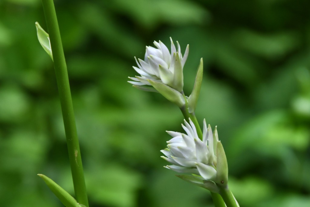 撮影：2020年6月21日