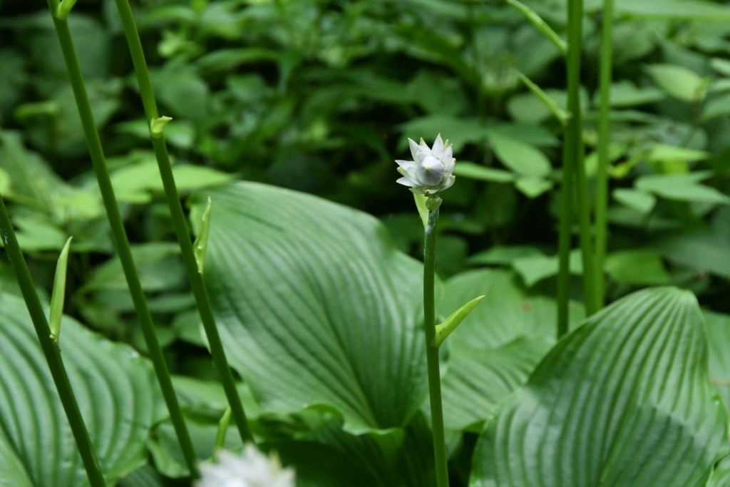 2020年6月24日撮影