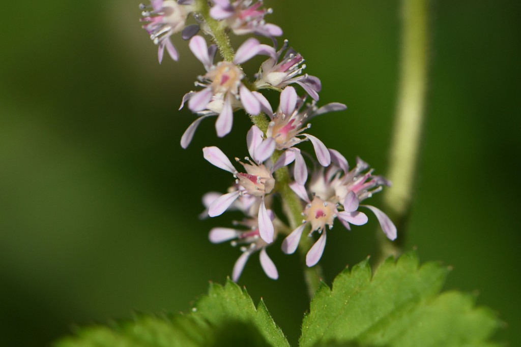 2020年6月24日撮影