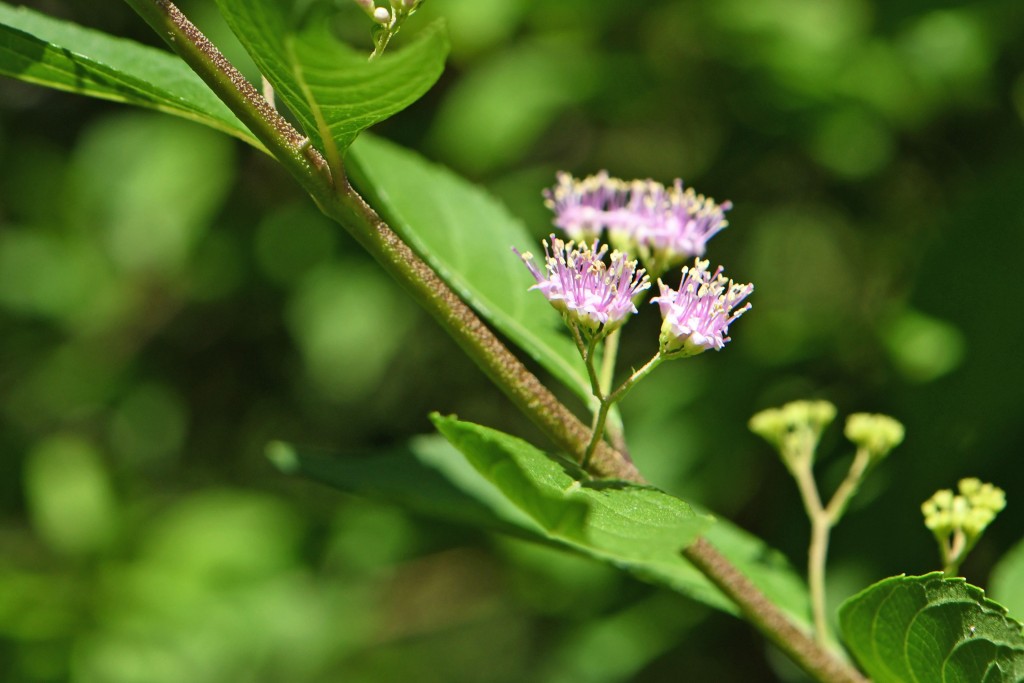 2020年7月02日撮影