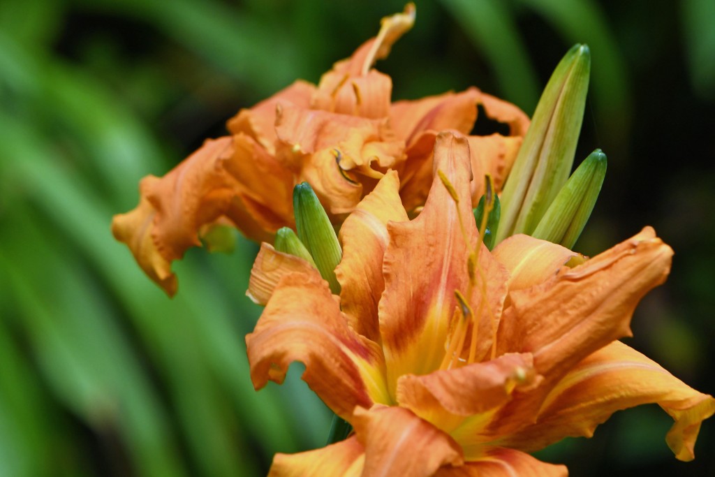 2020年7月13日撮影