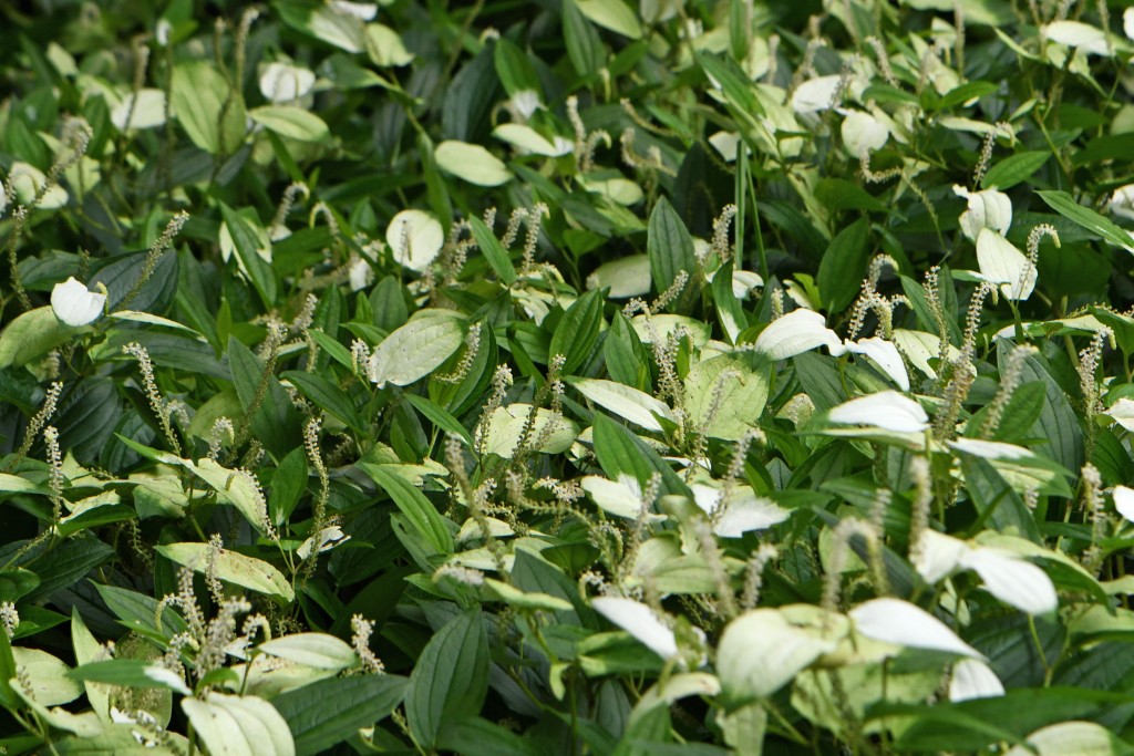 2020年7月13日撮影