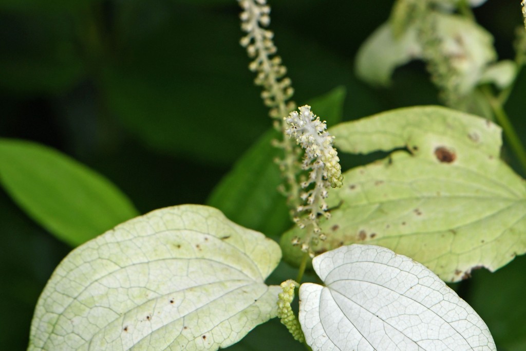 2020年7月13日撮影