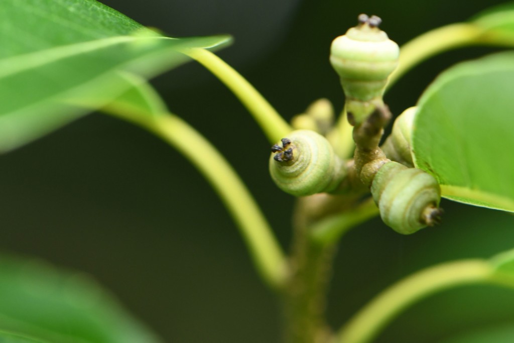 2020年7月13日撮影