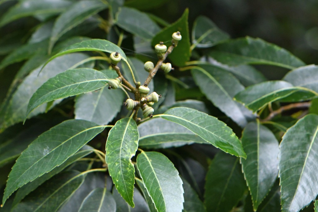 2020年7月13日撮影