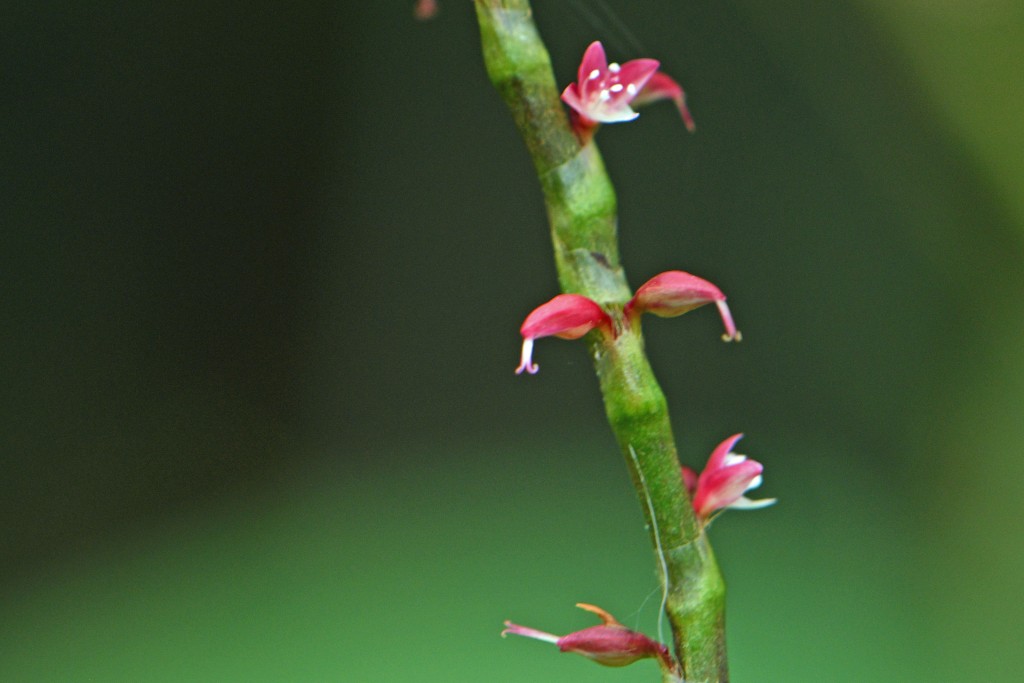 2020年7月13日撮影
