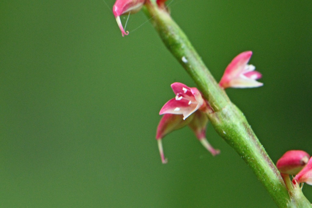 2020年7月13日撮影