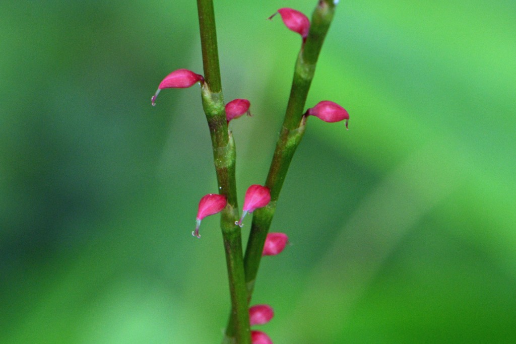 2020年7月13日撮影