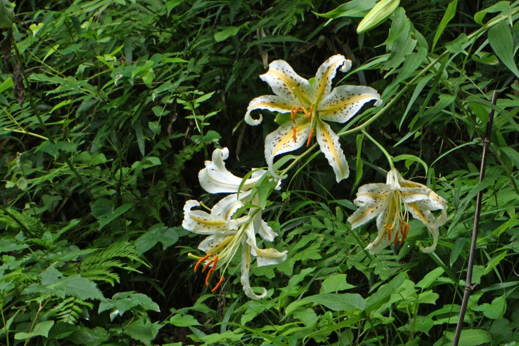 2020年7月13日撮影