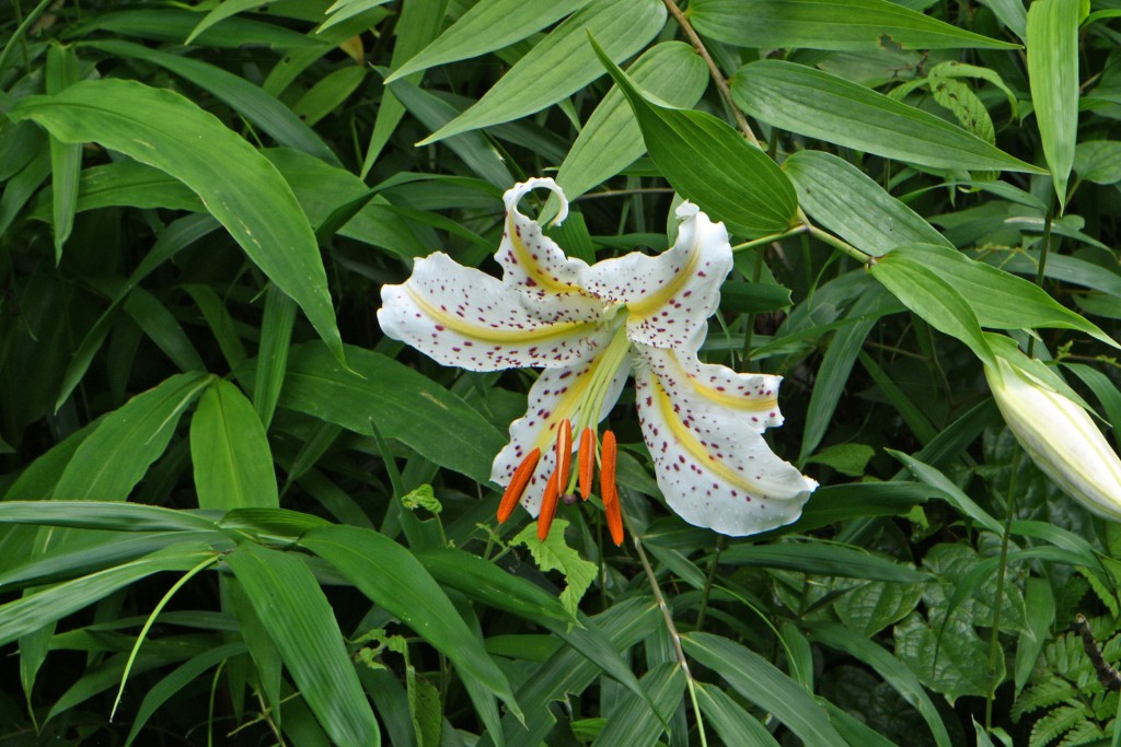 2020年7月13日撮影