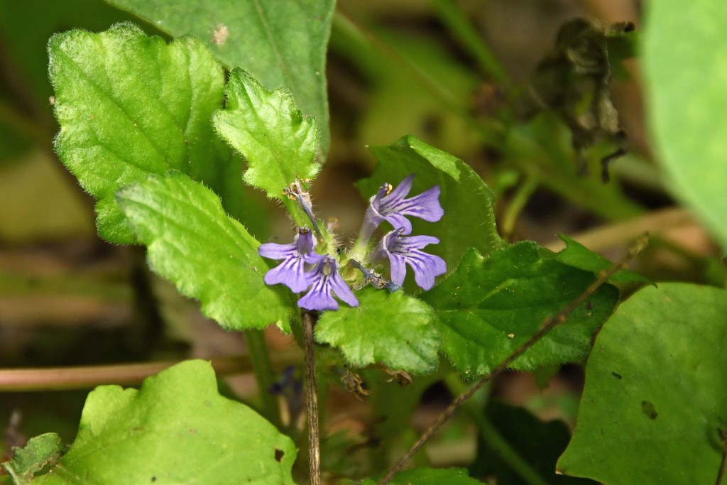 2020年5月15日撮影