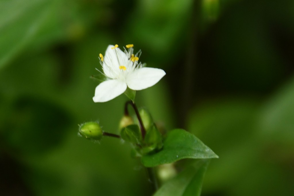 2020年5月15日撮影