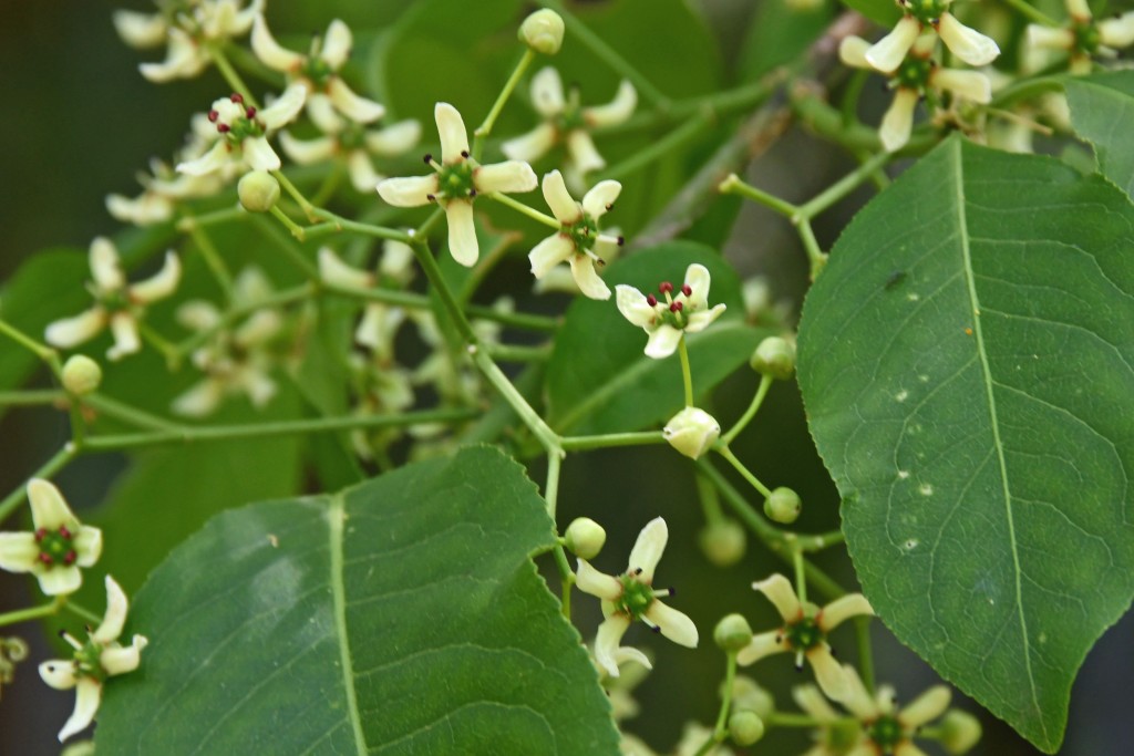 2020年5月15日撮影