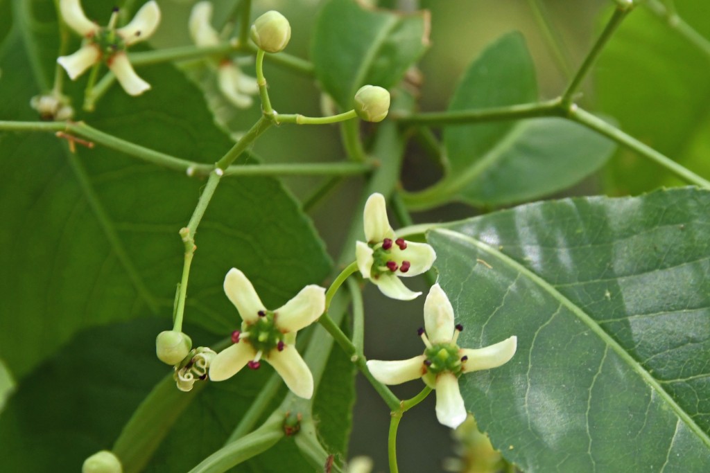 2020年5月15日撮影