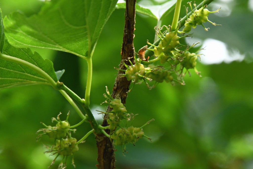 2020年5月15日撮影