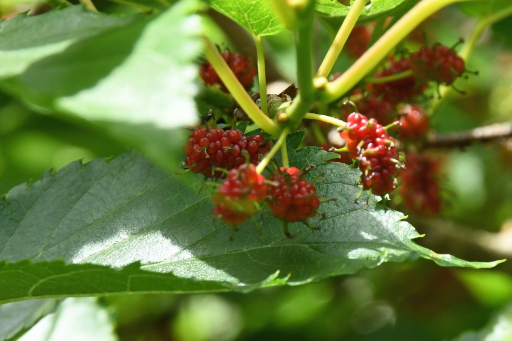 2020年5月15日撮影