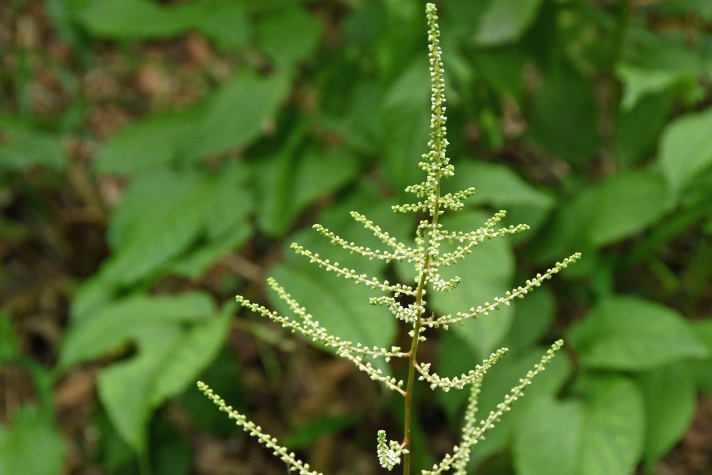 2020年5月15日撮影