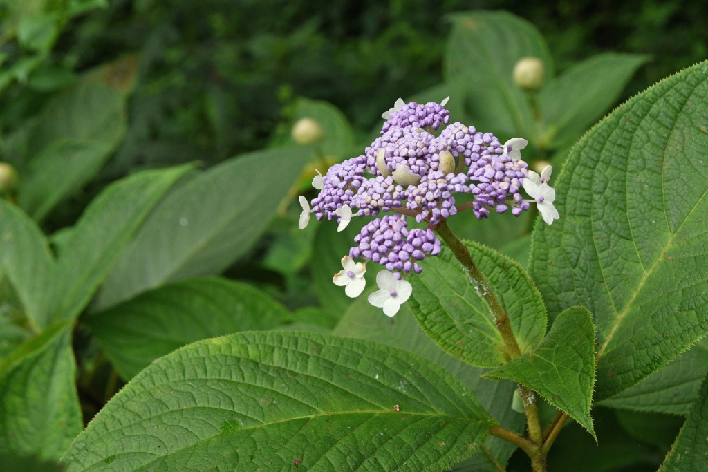 2020年7月28日撮影