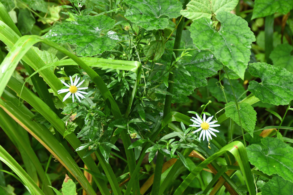 2020年7月28日撮影