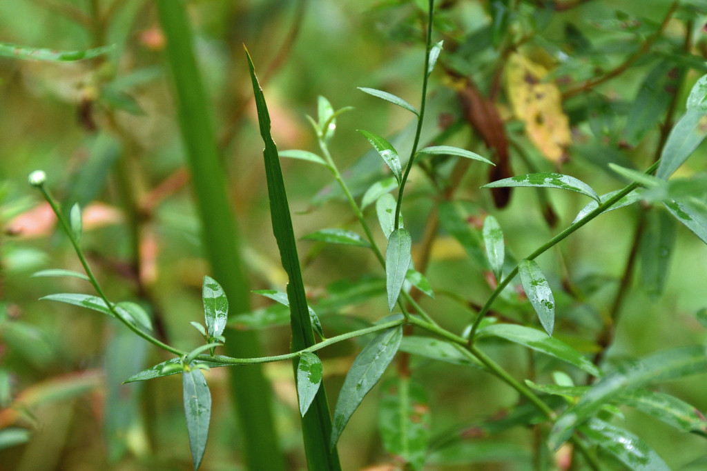 2020年7月28日撮影