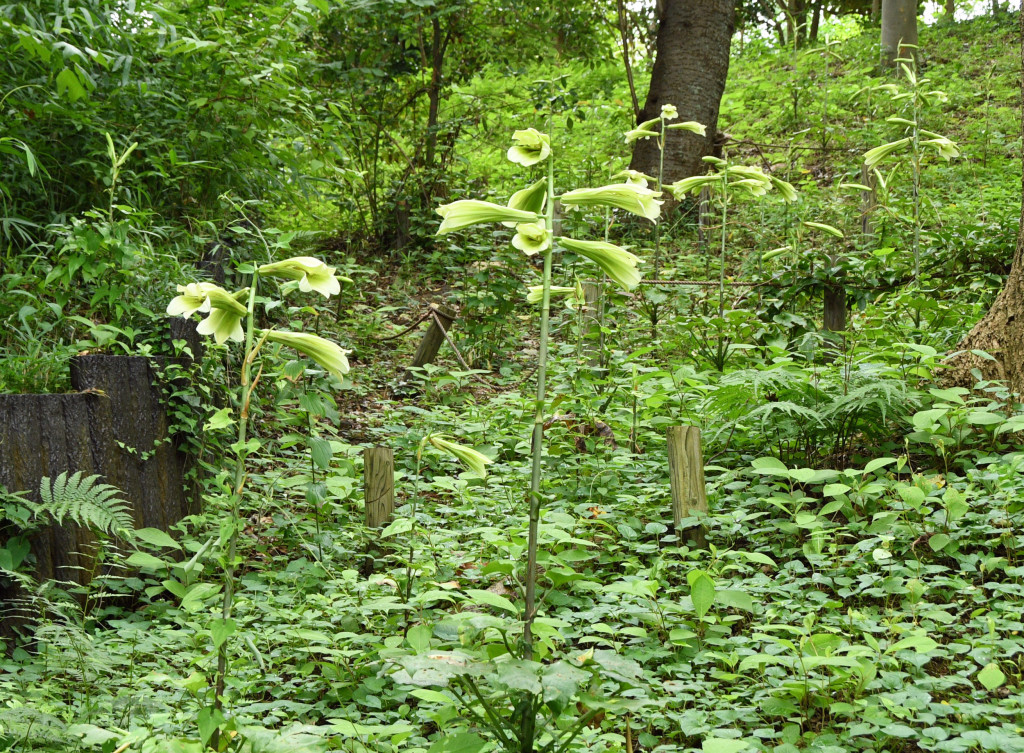 2020年7月28日撮影