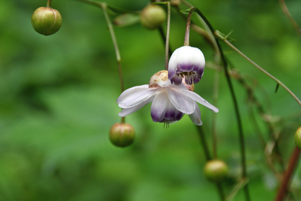 2020年7月28日撮影