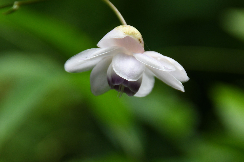 2020年7月28日撮影