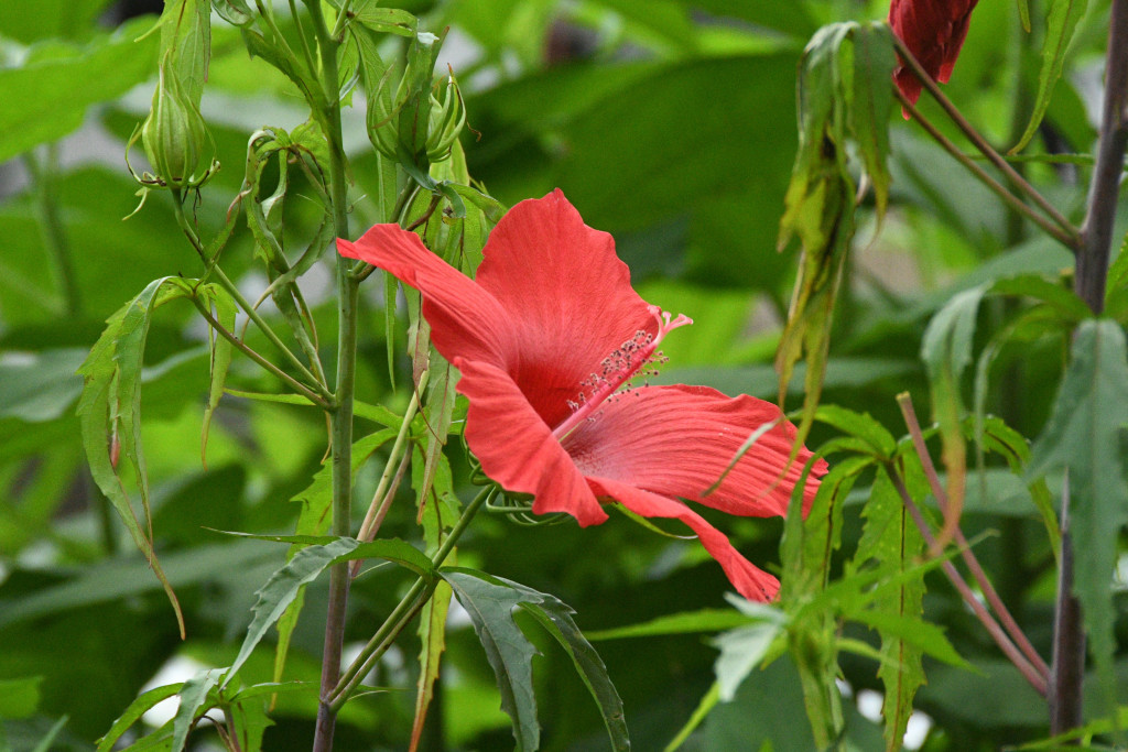 DSC_1705kousyokki