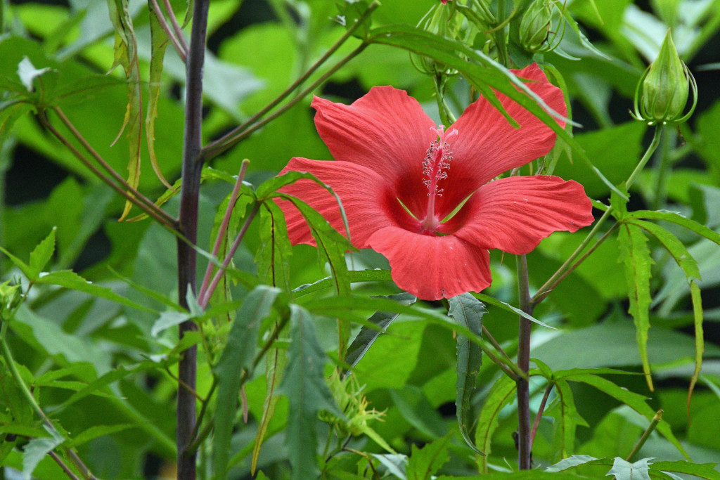 DSC_1706kousyokki