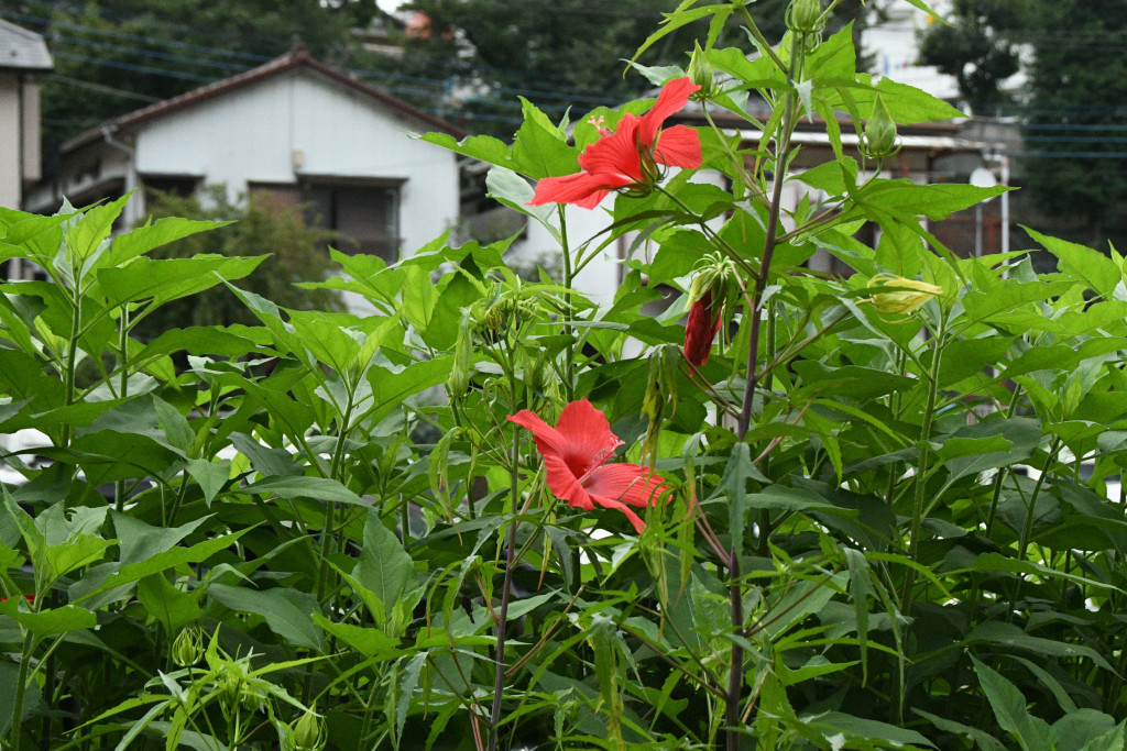 2020年7月28日撮影