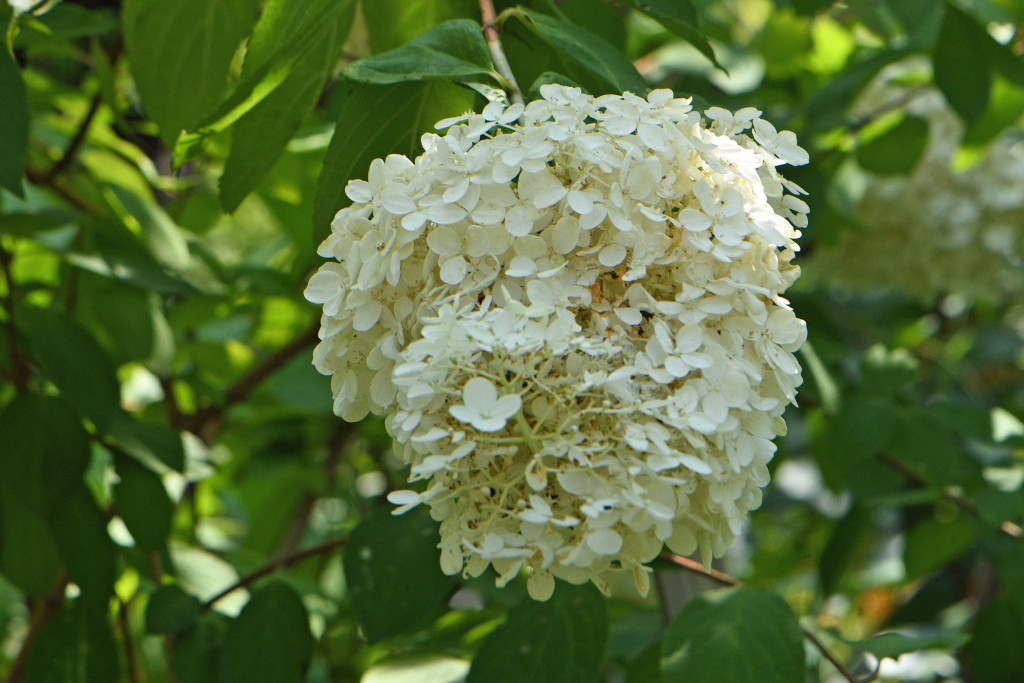 2020年8月3日　撮影