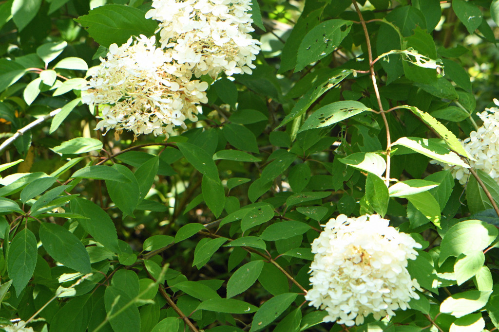 2020年8月3日　撮影