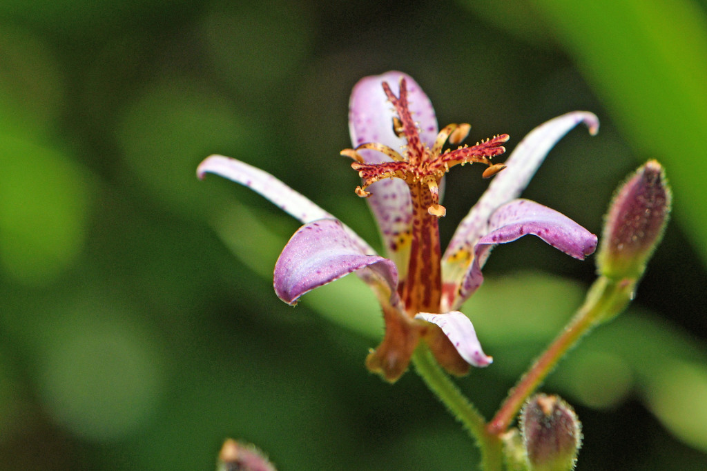 2020年8月3日　撮影