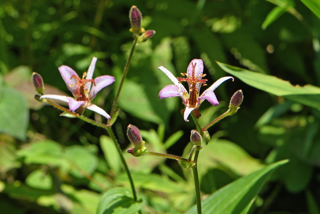 2020年8月3日　撮影