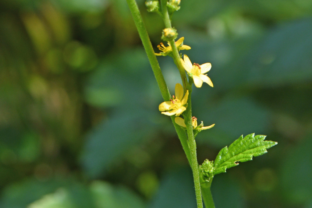 2020年8月3日　撮影