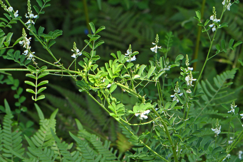 2020年8月3日　撮影