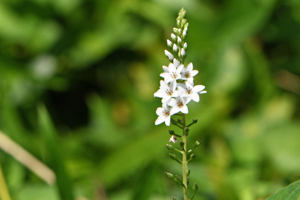 2020年8月3日 撮影