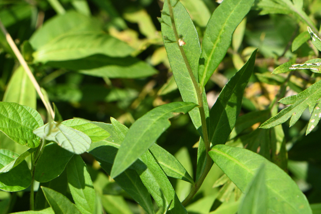 2020年8月3日 撮影