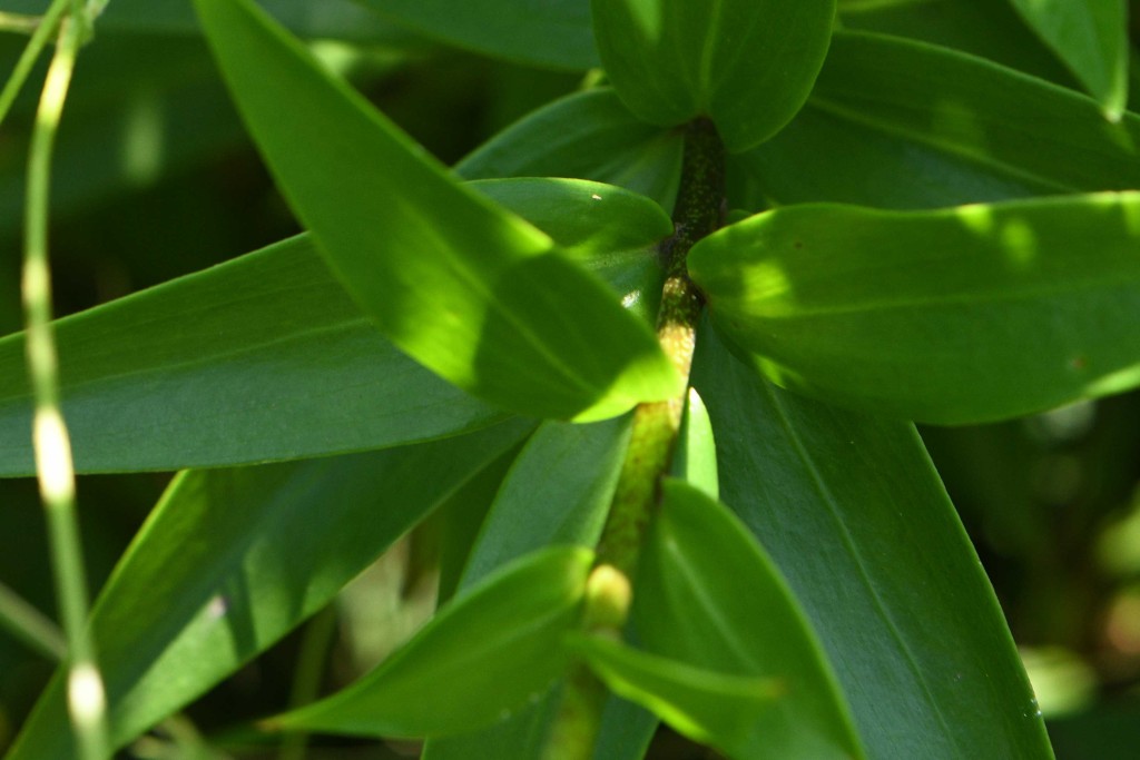 2020年8月3日　撮影