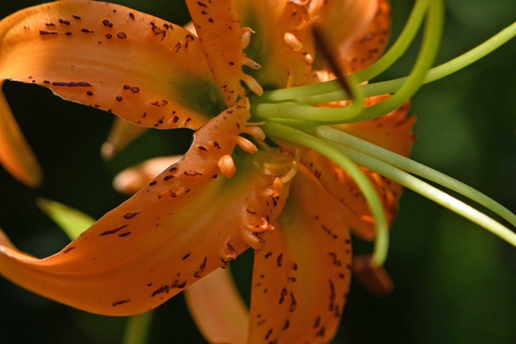 2020年8月3日　撮影