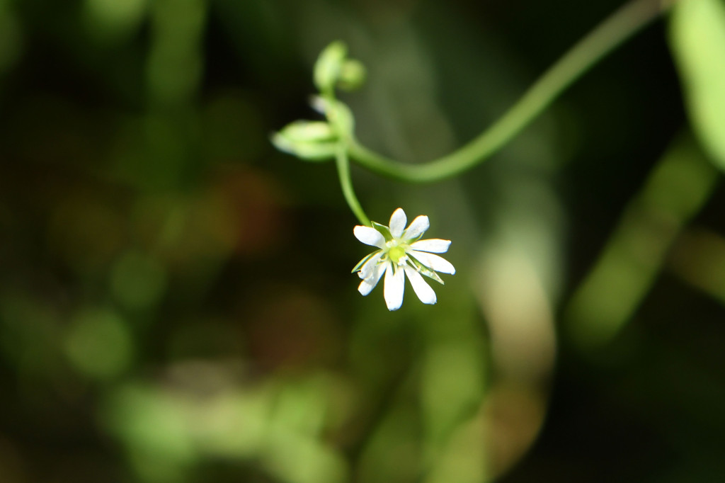 2020年4月14日　撮影
