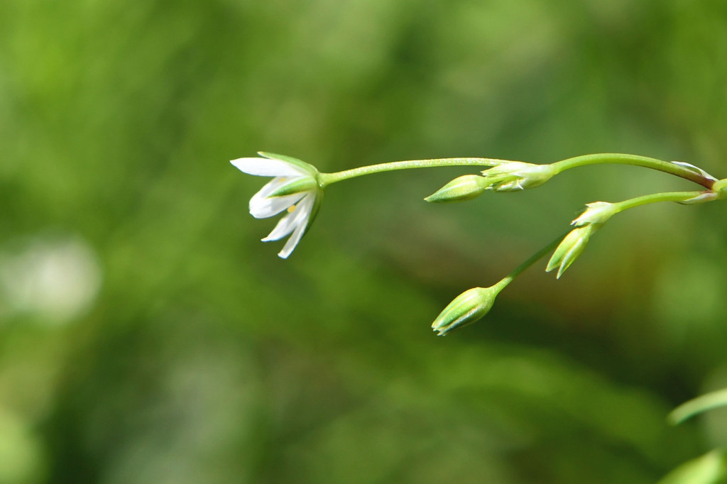 2020年4月14日　撮影